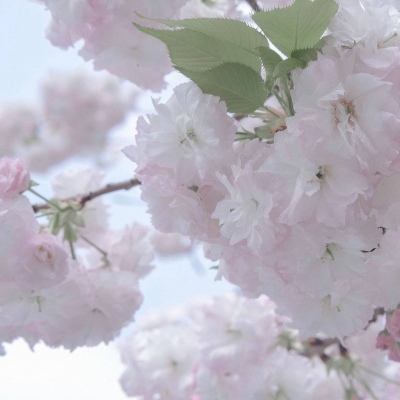 隆子FurryQQ群介绍